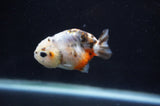 Baby Ranchu  Calico 2.5 Inch (ID#404R9c-28) Free2Day SHIPPING