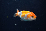 2Pack Ranchu   2 Inch (ID#221RPTD-5) Free2Day SHIPPING