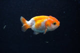 2Pack Ranchu   2 Inch (ID#221RPTD-5) Free2Day SHIPPING