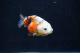 Baby Ranchu  Calico 2.5 Inch (ID#404R9c-28) Free2Day SHIPPING