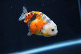 Baby Ranchu  Calico 2.5 Inch (ID#404R9c-28) Free2Day SHIPPING