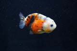 Baby Ranchu  Calico 2.5 Inch (ID#404R9c-28) Free2Day SHIPPING