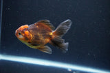 Juvenile Thai Oranda  Red Black 3.5 Inch (ID#1105To13b-69) Free2Day SHIPPING