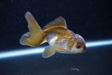 Juvenile Thai Oranda  Bronze 3.5 Inch (ID#1203To12c-88) Free2Day SHIPPING