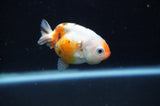 Baby Ranchu  Calico 2.5 Inch (ID#404R9c-29) Free2Day SHIPPING