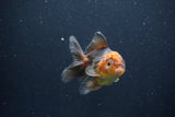 Juvenile Thai Oranda  Red Black 3.5 Inch (ID#1105To13b-69) Free2Day SHIPPING