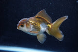 Juvenile Thai Oranda  Bronze 3.5 Inch (ID#1203To12c-88) Free2Day SHIPPING