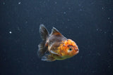 Juvenile Thai Oranda  Red Black 3.5 Inch (ID#1105To13b-69) Free2Day SHIPPING