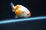 Baby Ranchu  Calico 2.5 Inch (ID#404R9c-29) Free2Day SHIPPING