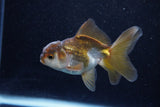 Juvenile Thai Oranda  Bronze 3.5 Inch (ID#1203To12c-88) Free2Day SHIPPING