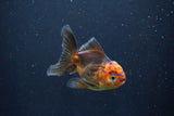 Juvenile Thai Oranda  Red Black 3.5 Inch (ID#1105To13b-69) Free2Day SHIPPING