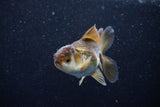 Juvenile Thai Oranda  Bronze 3.5 Inch (ID#1203To12c-88) Free2Day SHIPPING