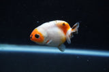 Baby Ranchu  Calico 2.5 Inch (ID#404R9c-29) Free2Day SHIPPING