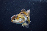 Juvenile Thai Oranda  Bronze 3.5 Inch (ID#1203To12c-88) Free2Day SHIPPING