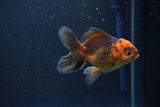 Juvenile Thai Oranda  Red Black 3.5 Inch (ID#1105To13b-69) Free2Day SHIPPING