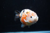 Milk Cow Ranchu  Calico 4.5 Inch (ID#214R10c-78) Free2Day SHIPPING