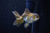 Juvenile Thai Oranda  Bronze 3.5 Inch (ID#1203To12c-88) Free2Day SHIPPING