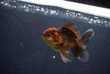 Juvenile Thai Oranda  Red Black 3.5 Inch (ID#1105To13b-69) Free2Day SHIPPING