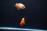 2Pack Ranchu   2 Inch (ID#221RPTD-7) Free2Day SHIPPING