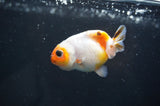 Baby Ranchu  Calico 2.5 Inch (ID#404R9c-29) Free2Day SHIPPING
