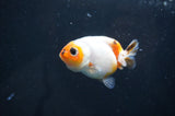 Baby Ranchu  Calico 2.5 Inch (ID#404R9c-29) Free2Day SHIPPING