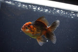 Juvenile Thai Oranda  Red Black 3.5 Inch (ID#1105To13b-69) Free2Day SHIPPING