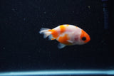 2Pack Ranchu   2 Inch (ID#221RPTD-7) Free2Day SHIPPING