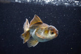 Juvenile Thai Oranda  Bronze 3.5 Inch (ID#1203To12c-88) Free2Day SHIPPING