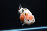 Milk Cow Ranchu  Calico 4.5 Inch (ID#214R10c-78) Free2Day SHIPPING