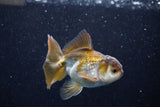 Juvenile Thai Oranda  Bronze 3.5 Inch (ID#1203To12c-88) Free2Day SHIPPING