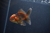 Juvenile Thai Oranda  Red Black 3.5 Inch (ID#1105To13b-69) Free2Day SHIPPING