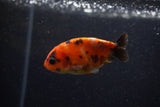 2Pack Ranchu   2 Inch (ID#221RPTD-7) Free2Day SHIPPING