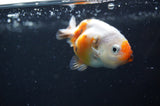 Baby Ranchu  Calico 2.5 Inch (ID#404R9c-29) Free2Day SHIPPING