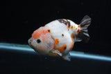 Milk Cow Ranchu  Calico 4.5 Inch (ID#214R10c-78) Free2Day SHIPPING