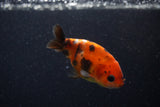 2Pack Ranchu   2 Inch (ID#221RPTD-7) Free2Day SHIPPING