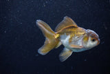 Juvenile Thai Oranda  Bronze 3.5 Inch (ID#1203To12c-88) Free2Day SHIPPING