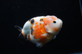 Milk Cow Ranchu  Calico 4.5 Inch (ID#214R10c-78) Free2Day SHIPPING