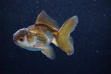 Juvenile Thai Oranda  Bronze 3.5 Inch (ID#1203To12c-88) Free2Day SHIPPING