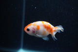 2Pack Ranchu   2 Inch (ID#221RPTD-7) Free2Day SHIPPING