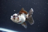 Juvenile Thai Oranda  Panda 3.5 Inch (ID#1105To13b-70) Free2Day SHIPPING