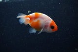 2Pack Ranchu   2 Inch (ID#221RPTD-7) Free2Day SHIPPING