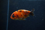 2Pack Ranchu   2 Inch (ID#221RPTD-7) Free2Day SHIPPING