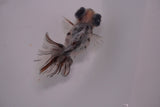 Butterfly  Calico 3.5 Inch (ID#1213B8b-46) Free2Day SHIPPING