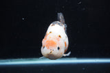 Milk Cow Ranchu  Calico 4.5 Inch (ID#214R10c-78) Free2Day SHIPPING