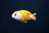 Baby Ranchu  Red White 2.5 Inch (ID#404R9c-30) Free2Day SHIPPING