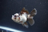 Juvenile Thai Oranda  Panda 3.5 Inch (ID#1105To13b-70) Free2Day SHIPPING