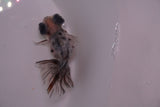 Butterfly  Calico 3.5 Inch (ID#1213B8b-46) Free2Day SHIPPING