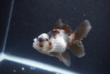 Juvenile Thai Oranda  Panda 3.5 Inch (ID#1105To13b-70) Free2Day SHIPPING