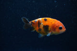 2Pack Ranchu   2 Inch (ID#221RPTD-7) Free2Day SHIPPING
