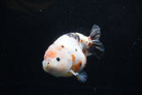Milk Cow Ranchu  Calico 4.5 Inch (ID#214R10c-78) Free2Day SHIPPING